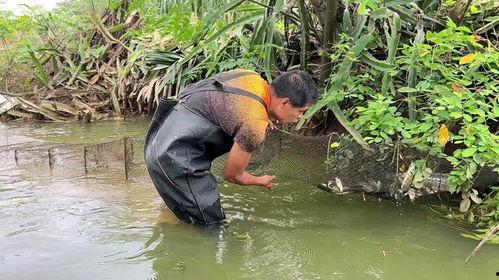 抓鱼在线视频,揭秘海洋捕捞新潮流