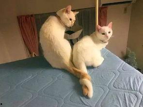 押尾猫肛塞尾巴在线视频,一场在线视频的趣味探索